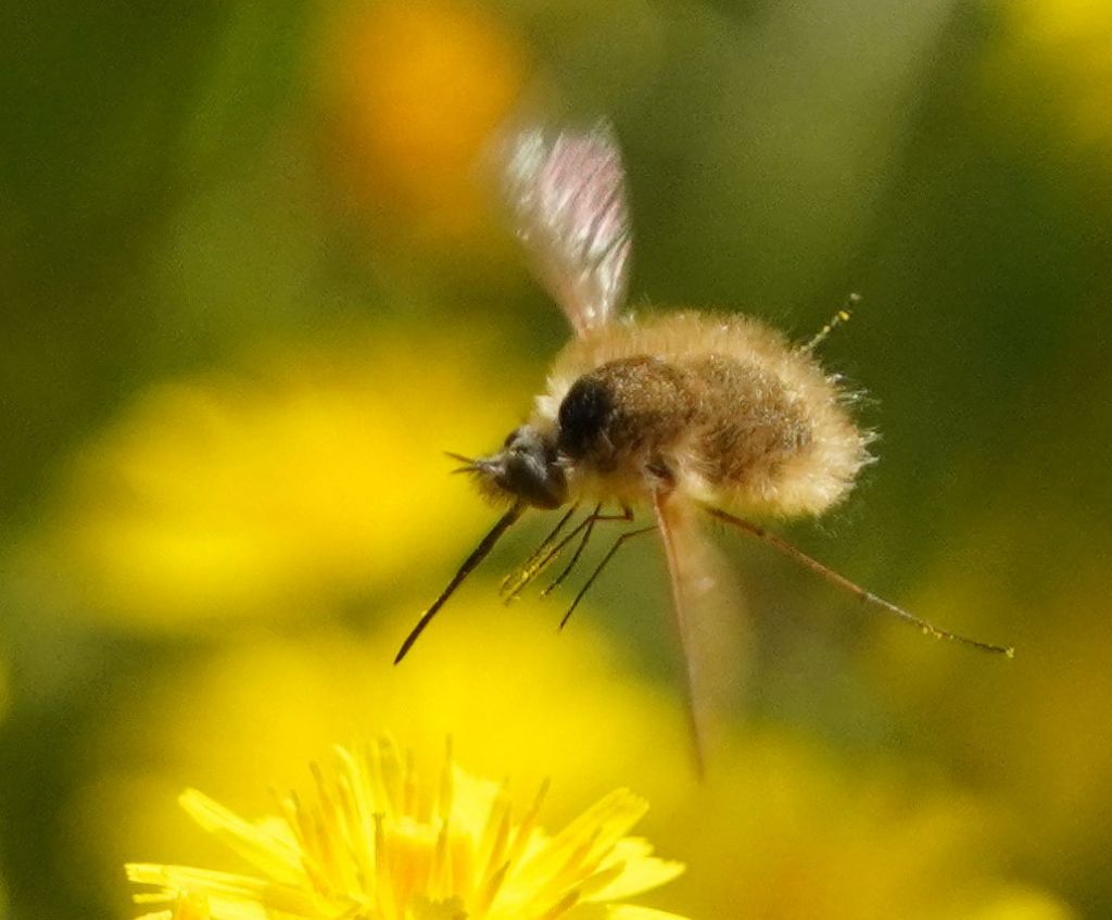 Bombylius major ?